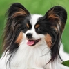 housse-coussin-chien-papillon