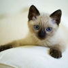 coussin-chaton-race-siamois