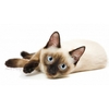 coussin-chat-siamois