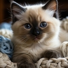 coussin-chat