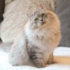 housse-coussin-felin