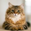 coussin-chat-siberien