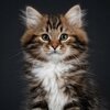 housse-coussin-chaton-siberien