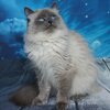 coussin-chat-siberien-salon