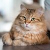 coussin-chat-siberien-deco