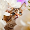 coussin-adorable-chat