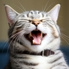 deco-maison-theme-chats-droles