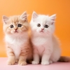 coussin-bebe-chat