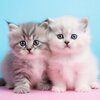 housse-coussin-chaton-mignon
