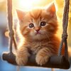 housse-coussin-chatons