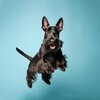 deco-maison-chien-terrier-ecossais