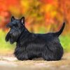 coussin-deco-chien-scottish-terrier