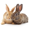 housse-coussin-lapin-coton