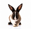 coussin-deco-lapin-blanc