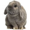 deco-maison-theme-lapin