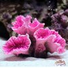 corail-artificiel-aquarium-poissons