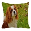 Coussin-chien-Housse-coussin-chien-shih-tzu-Coussin-shih-tzu-Coussin-avec-photo-shih-tzu