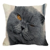 Coussin-chat-Housse-coussin-chat-chartreux-Coussin-chat-chartreux-Coussin-avec-photo-chartreux