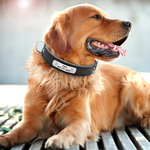 Collier-pour-chien-en-cuir-Collier-d-identification-pour-animaux-de-compagnie-Collier-plaque-gravée-Collier-personnalisé-pour-chien