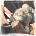 Coupe-griffe-chien-Coupe-griffe-chat-Coupe-ongle-rongeur-Coupe-griffe-lapin