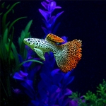 Poisson-decoratif-aquarium-Faux-poisson-aquarium-Idee-deco-originale-aquarium
