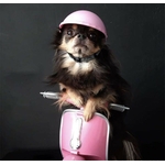 Casque-motard-pour chien-Accessoires-moto-pour-chiens-Lunettes-et-casque-moto-pour-chien-et-chat