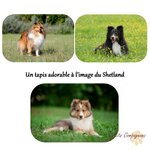 tapis-de-sol-shetland-interieur