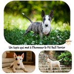 tapis-de-sol-pitbull-terrier-interieur