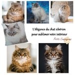 housse-coussin-chat-siberien