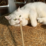 griffoir-chat-avec-balle-jeu