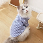 tenue-chat-noeud-papillon
