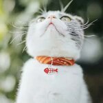 medaille-chaton-design