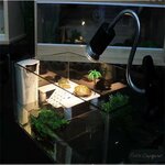 palmeraie-aquaterrarium-tortue