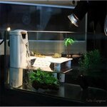 palmeraie-tortue-eau-plateforme