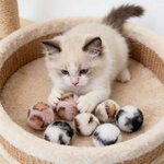 balle-chat-interactive
