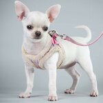 harnais-chaud-chihuahua-hiver
