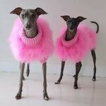 vetement-elegant-pour-chien