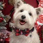 collier-noel-rouge-chien
