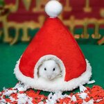 couchage-noel-rongeur