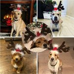 deguisement-renne-noel-animal