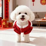 vetement-elegant-chien