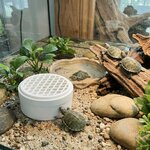 collecteur-dejections-tortue