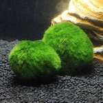 Boule-algues-aquarium-Cladophora-Boule-mousse-aquarium-Plante-anti-nitrate-aquarium