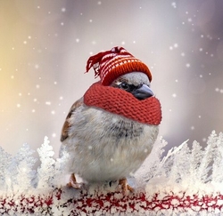 Boutique-noel-pour-oiseaux