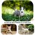 tapis-de-sol-pitbull-terrier-interieur