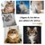 housse-coussin-chat-siberien
