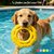 frisbee-flottant-chien