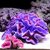 coraux-resine-aquarium