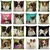 Coussin-chien-Housse-coussin-chien-papillon-Coussin-chien-papillon-Coussin-avec-photo-papillon