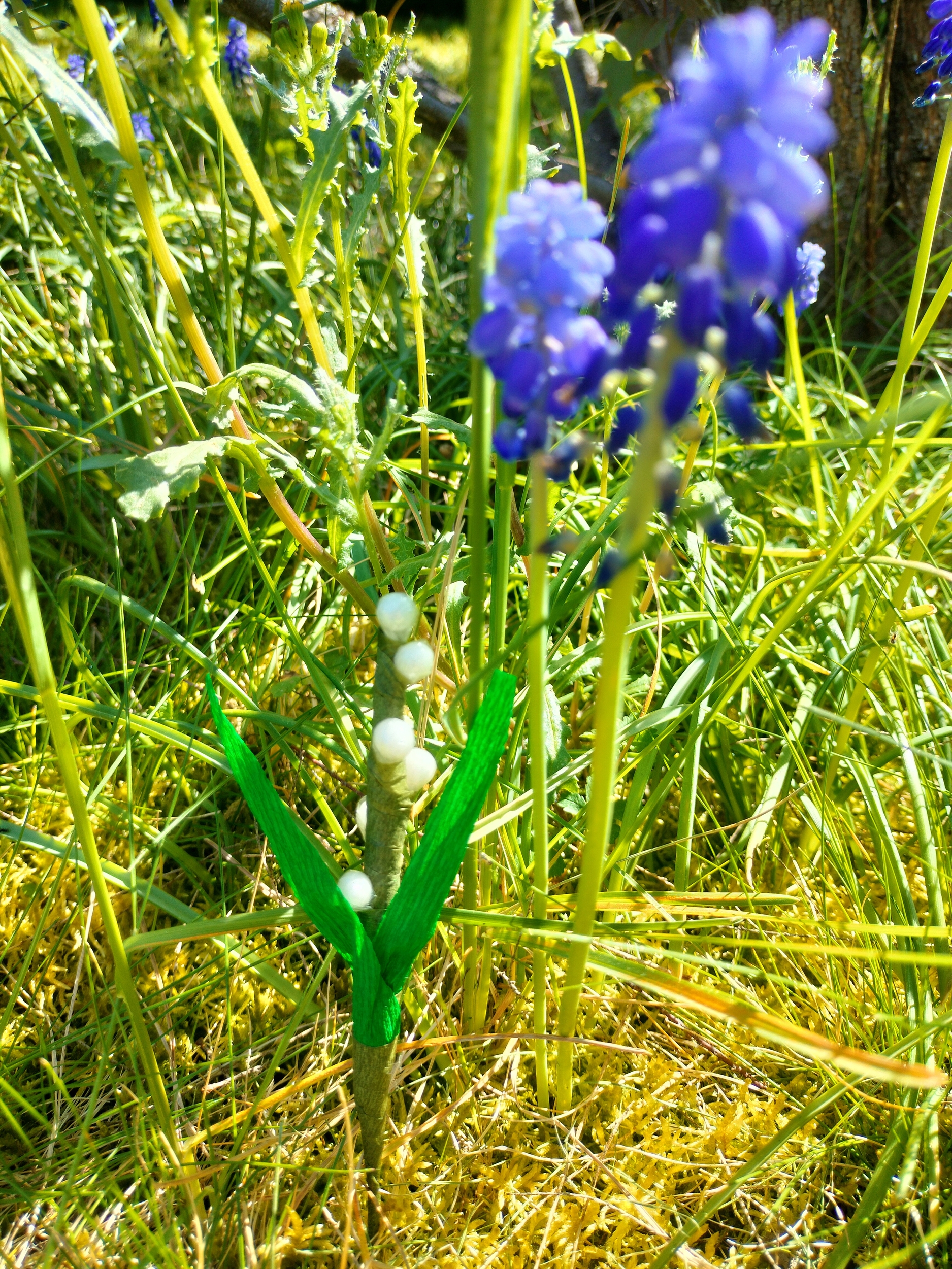 Muguet sucre muscaris